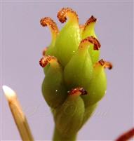 Pistils